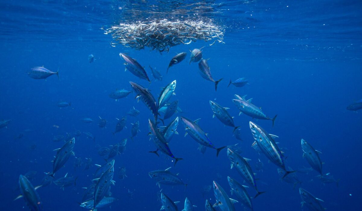 Skipjack are the world’s most abundant tuna. They’re resilient, but can they outswim our demand for this pantry staple?