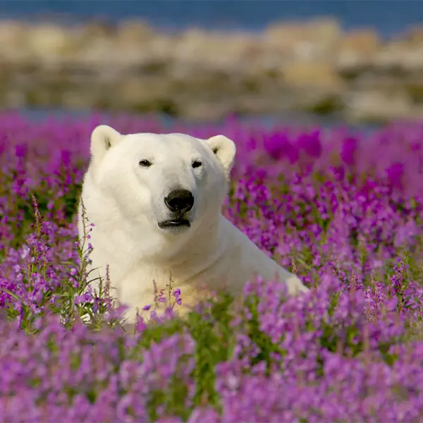 A Polar Bear sitting in a field of purple flowers