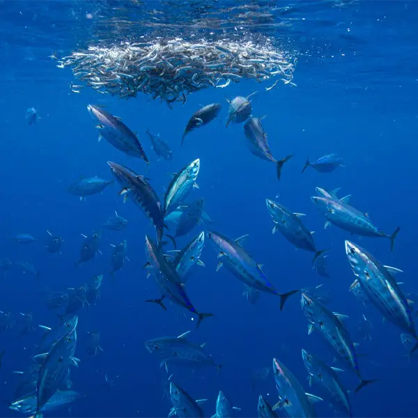 Skipjack are the world’s most abundant tuna. They’re resilient, but can they outswim our demand for this pantry staple?
