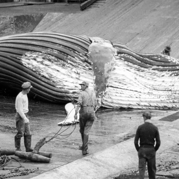 A whaling station in Coal Harbour, British Columbia